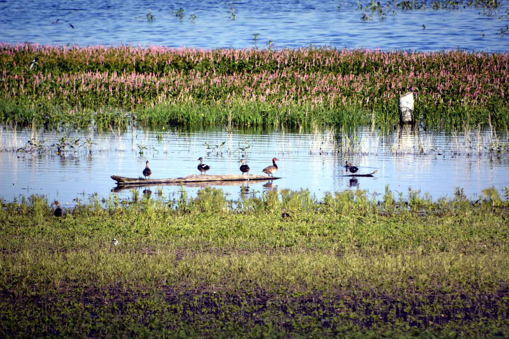 Ducks in a row